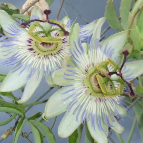 la beauté paisible de la nature se reflète dans mon âme et répand un baume sur ma vie